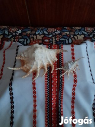 Két szép kagyló eladó
