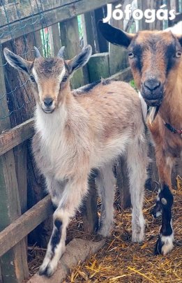 Két szépséges kiskecske költözne.