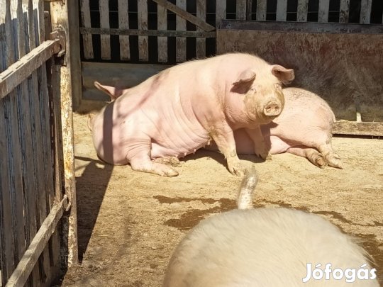 Kétféle hízó eladó!?