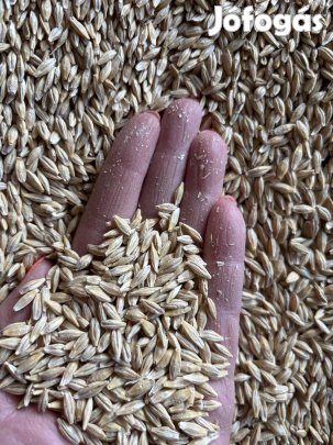Kétsoros árpa eladó