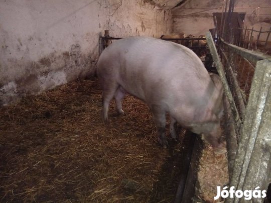 Kétszer fialt koca eladó vágásra