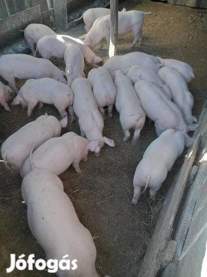 Kettő darab malac eladó!