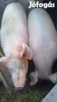 Kettő hizó eladó