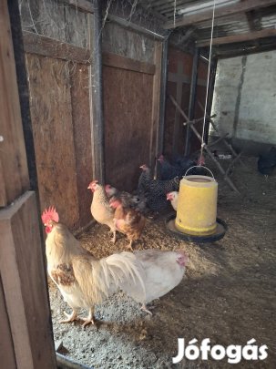 Kettős Hasznosítású Baromfi