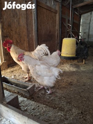 Kettős Hasznosítású Baromfi