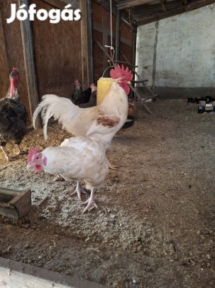 Kettős Hasznosítású Baromfi