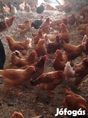 Kettőshasznu jérce tyúk