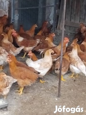 Kettőshasznú jércék tojásrakás előtt