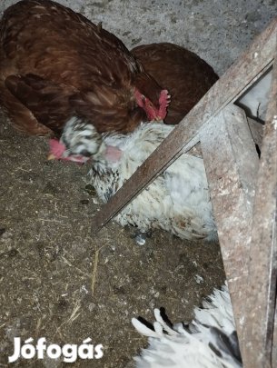 Kettőshasznú tyúkok költöznének,!  