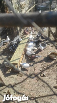 Keverék galambok eladók
