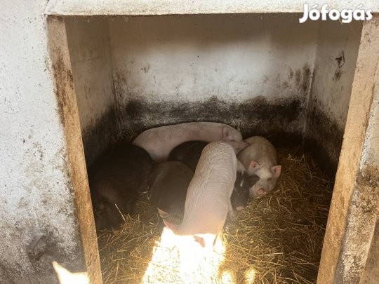 Keverék hizok eladok