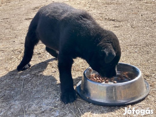 Keverék kiskutya ingyen elvihető
