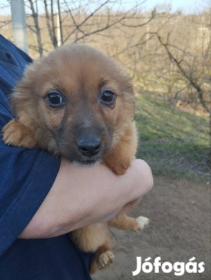 Keverék kiskutyák jó gazdát keresnek (ingyen).
