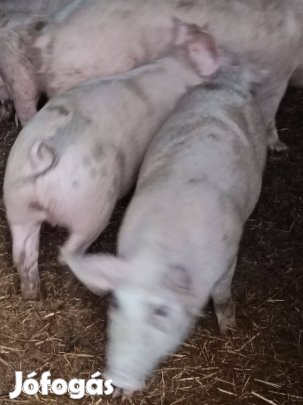 Keverék süldők eladók!!!