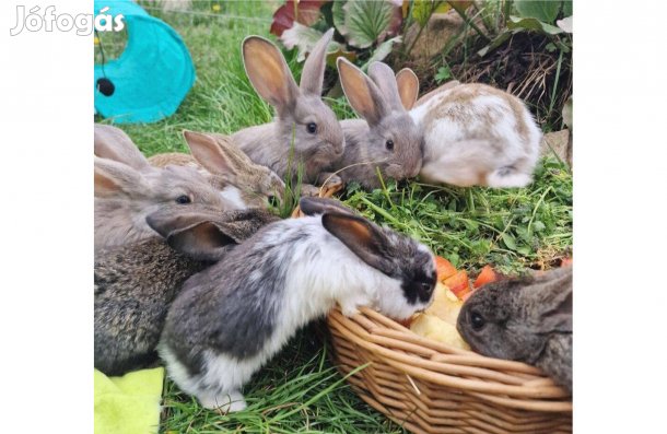 Kéz szelíd húsvéti nyuszi Eladó / Bérelhető