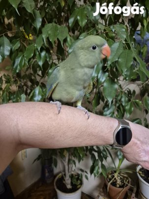 Kézzel nevelt kis sándor papagáj eladó 