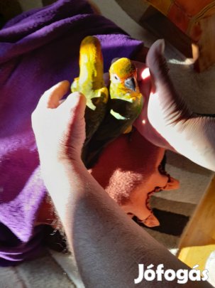 Kézzel nevelt nappapagáj