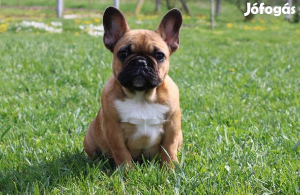 Kiállítási show minőségű francia bulldog kiskutyák Dominator Bulls K