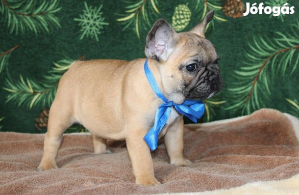 Kiállítási show minőségű francia bulldog kiskutyák Dominator Bulls K