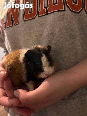 Kicsi Tengerimalacok