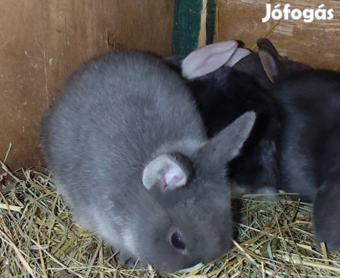 Kicsi holland törpe nyulak törpenyúl 