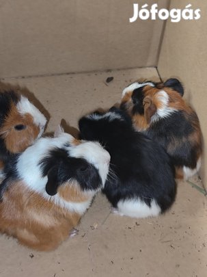 Kicsi tengerimalacok