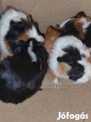 Kicsi tengerimalacok