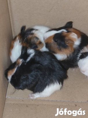 Kicsi tengerimalacok 