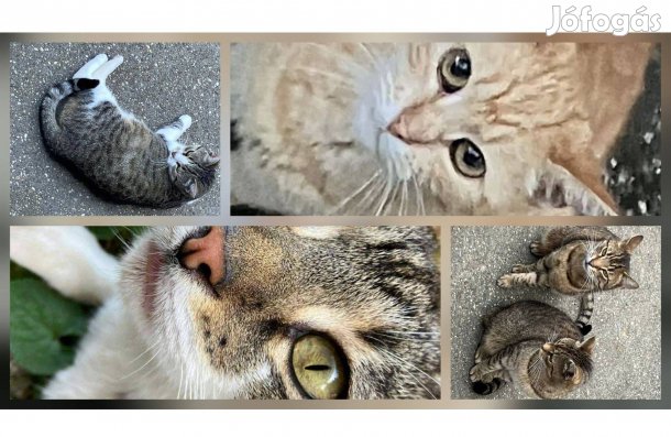 Kidobott cicák vagyunk, örökbefogadó gazdit keresünk, ingyenesen