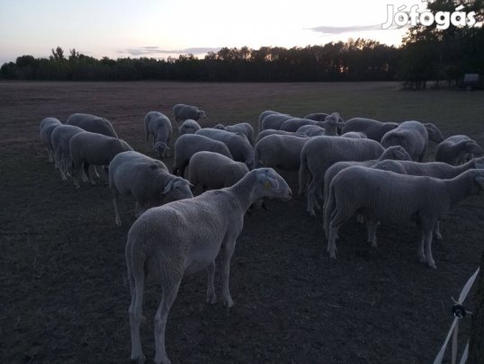 Kiemelkedő kondíciójú, egészséges ürük eladók