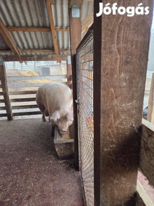 Kihízott selejt koca