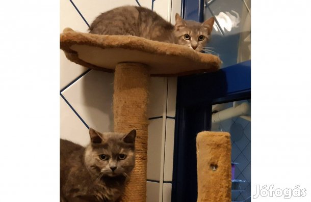 Kimba cica örökbefogadó gazdát keres ingyenesen