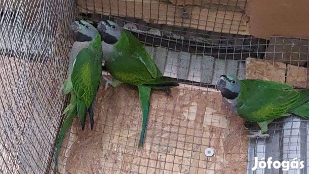 Kína papagáj, kissándor papagáj