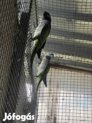 Kína papagáj tojó hím 