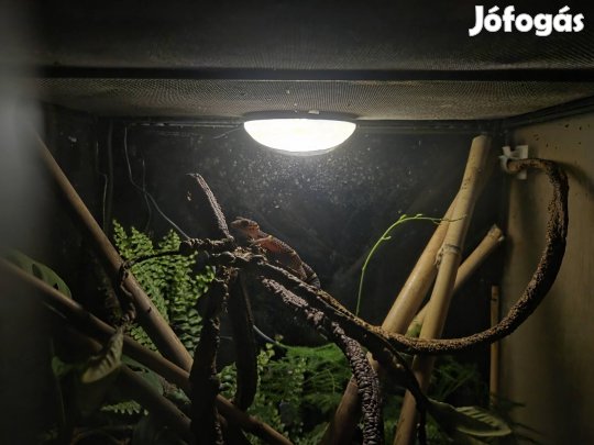 Kínai / Vietnámi barlangi gekkó (Goniurosaurus hainanensis)