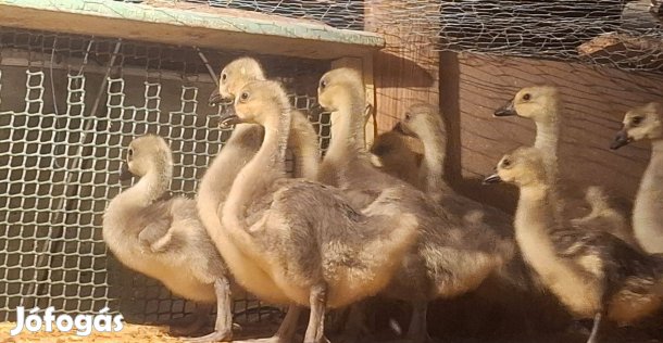 Kínai bütykös kisliba (2,5 hetes)