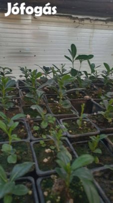Kínai enyvesmag csemete eladó !