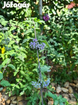 Kínai kékszakáll (Caryopteris incana) konténeres növények
