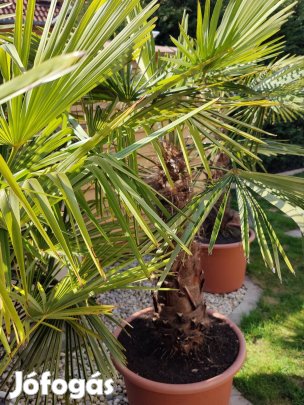 Kínai kenderpálma 