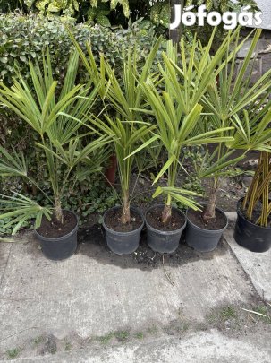 Kínai kenderpálma fagytűrő