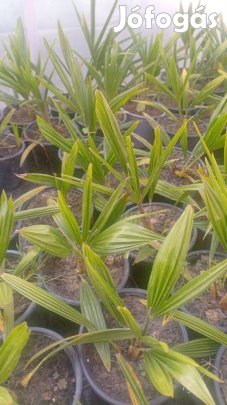 Kínai kenderpálma konténeres eladó!
