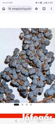 Kínai kenderpálma mag