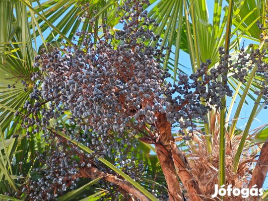 Kínai kenderpálma magok