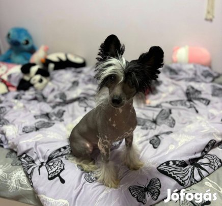 Kínai meztelen th kiskutya