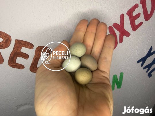 Kínai törpefürj és keltetnivaló tojás