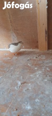 Kínaitörpefürj pár