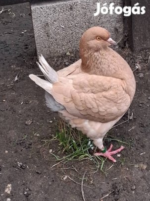 King Galambok Eladók 