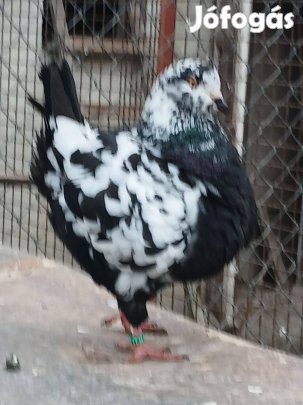 King galambok eladók