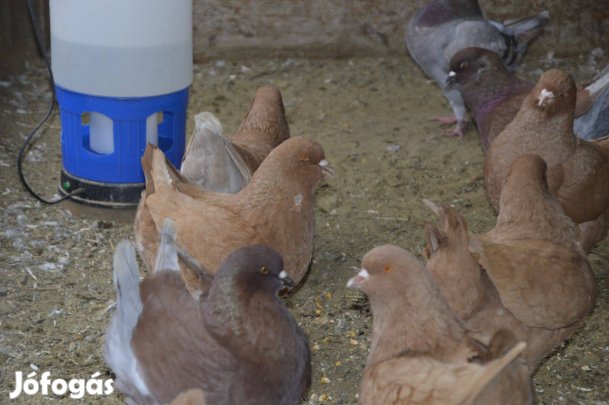 King galambok eladók