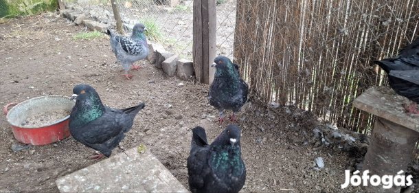 King galambok eladók Debrecenben 